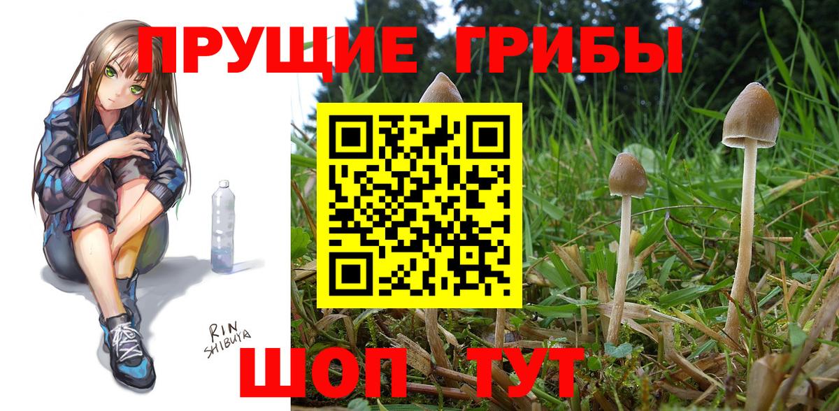 Галлюциногенные грибы Psilocybe  Вход с VPN  Минусинск  Галлюциногенные грибы GOLDEN TEACHER 